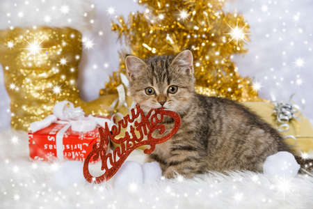 Cute tabby kitten with christmas decorationの写真素材