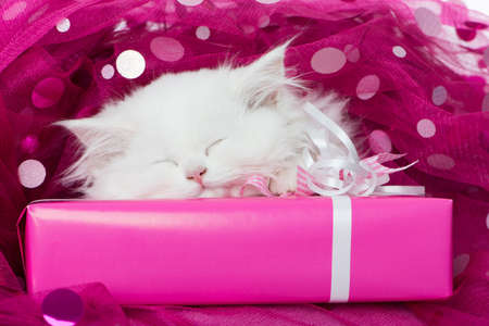 Cute kitten sleeping on a pink blanketの写真素材