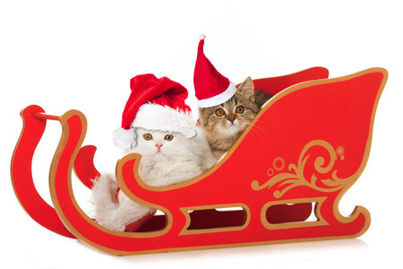 Cute kitten with santa sledge isolated on white backgroundの写真素材