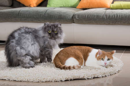 Cat lying in a living room