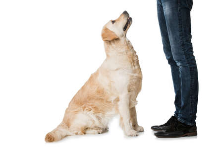 Golden retriever dog sitting isolated on white backgroundの写真素材