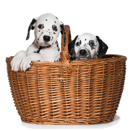 Dalmatian puppies sitting in a basket isolated on white backgroundの写真素材
