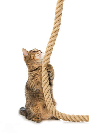 Kitten playing with a rope isolated on white backgroundの写真素材