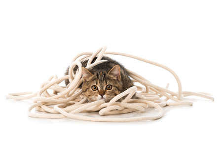 Kitten playing with a rope