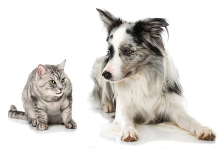 Cat and dog isolated on white backgroundの写真素材
