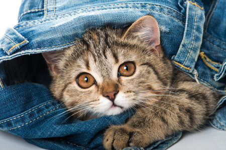 Tabby kitten lying in a blue jeansの写真素材