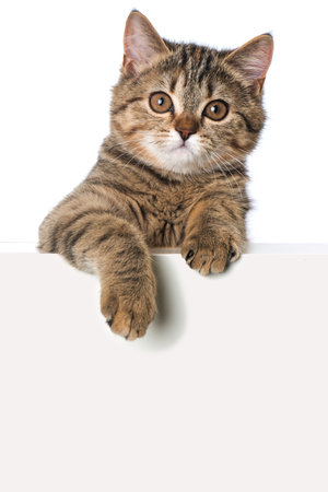 Tabby kitten looking over a wallの写真素材