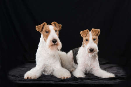 Fox terrier dogs isolated on black backgroundの写真素材