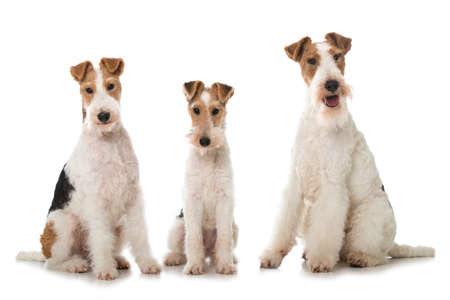 three fox terrier dog isolated on whiteの写真素材