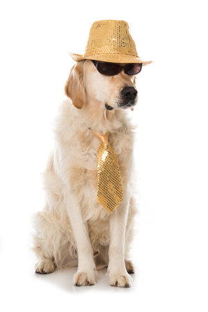 Adult golden retriever dog with hat isolated on white backgroundの写真素材