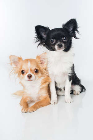 Chihuahua dogs isolated on whiteの写真素材