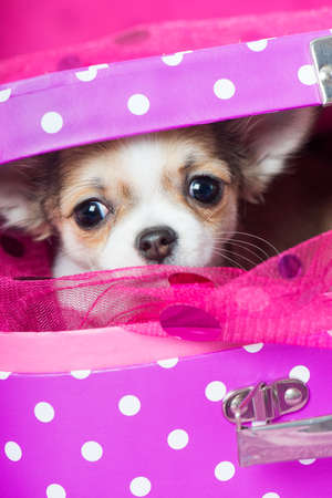 Chihuahua puppy in a pink suitcaseの写真素材
