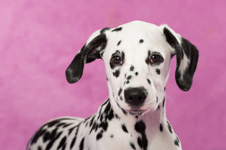 Dalmatian puppy on pink backgroundの写真素材