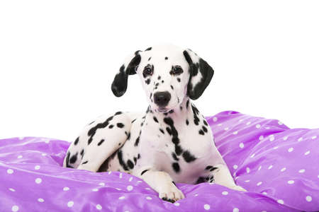 Dalmatian puppy in a bed isolated on whiteの写真素材