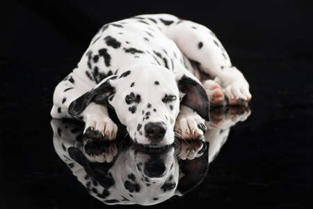 Dalmatian puppy lying on black backgroundの写真素材
