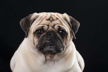 Adult pug lying on black backgroundの写真素材