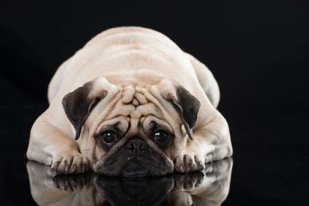 Adult pug lying on black backgroundの写真素材