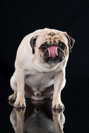 Adult pug on black backgroundの写真素材