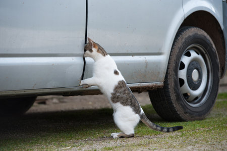curious cat looks through the door into a carの写真素材
