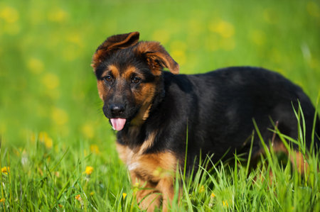 German shepherd puppy standing in a summer meadowの写真素材