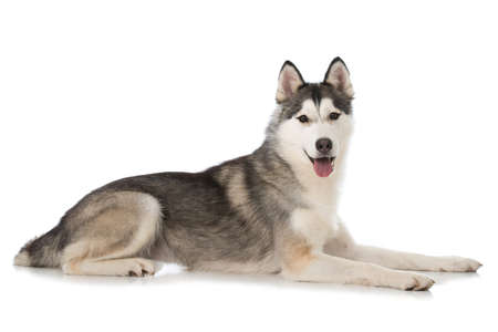 Siberian husky dog lying isolated on white backgroundの写真素材