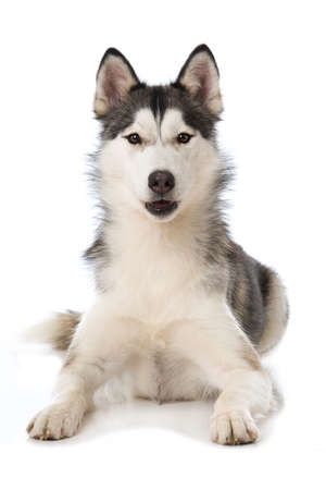 Siberian husky dog lying isolated on white backgroundの写真素材