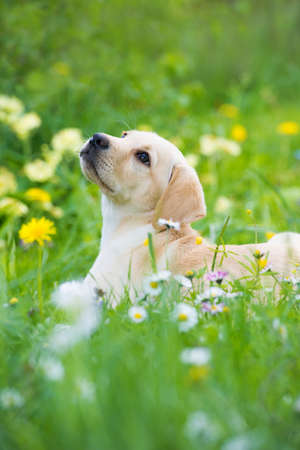 Labrador puppy lying in a summer meadow and looking upの写真素材