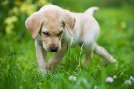 Labrador puppy lying in a summer meadow and looking to the cameraの写真素材