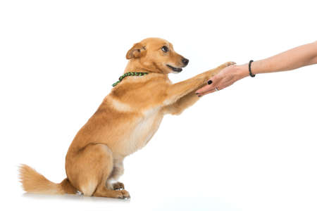 Cross breed dog isolated on white background give the paws