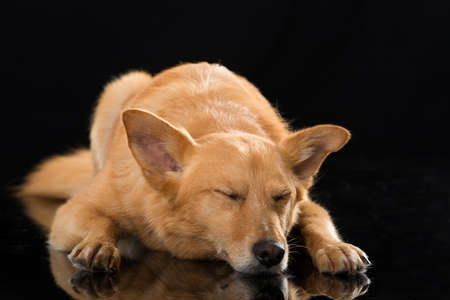 Cute cross breed dog sleeping on black background