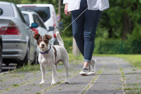 Walk with dog in the city