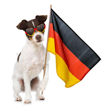 Cute dog in german soccer outfit