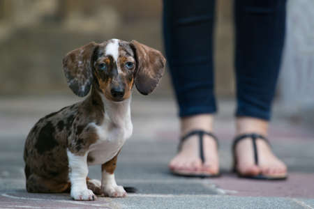 Cute teckel puppy sitting on a pavementの写真素材