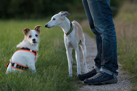 Walk with dog in the evening sunの写真素材