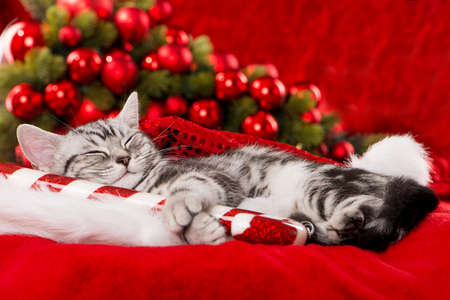 British shorthair kitten with christmas decorationの写真素材
