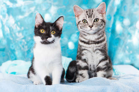 Two kitten on blue background