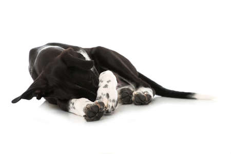Scandinavian hound puppy lying isolated on white background