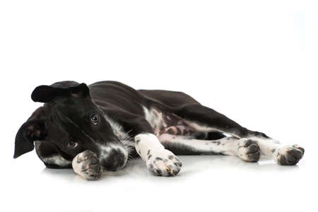 Scandinavian hound puppy lying isolated on white backgroundの写真素材