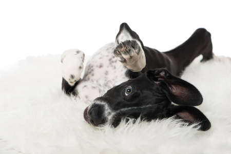 Scandinavian hound puppy lying on a sheep fur isolated on white backgroundの写真素材