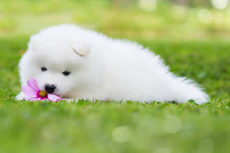Samoyede puppy in a summer meadowの写真素材