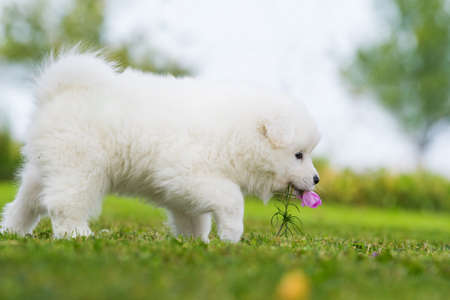 Samoyede puppy in a summer meadowの写真素材