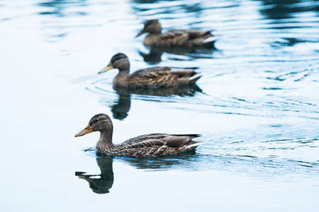 Mallards on a lakeの写真素材