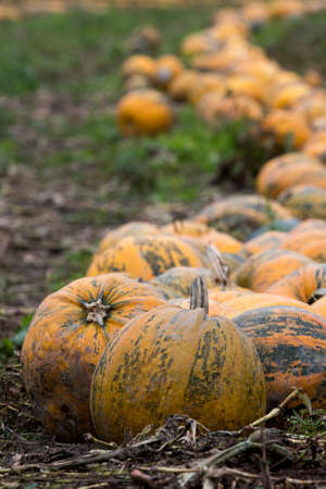 Oil pumpkin field in Austriaの写真素材