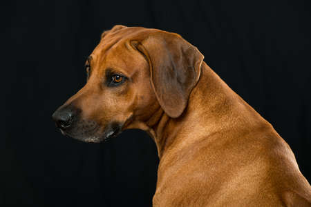 Rhodesian ridgeback dog on black backgroundの写真素材