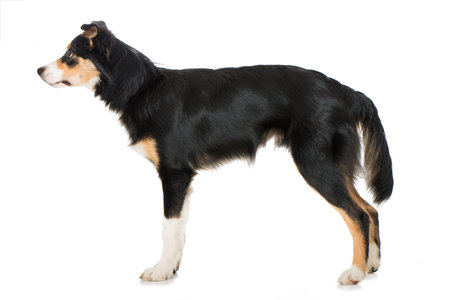 Young border collie dog standing isolated on white backgroundの写真素材