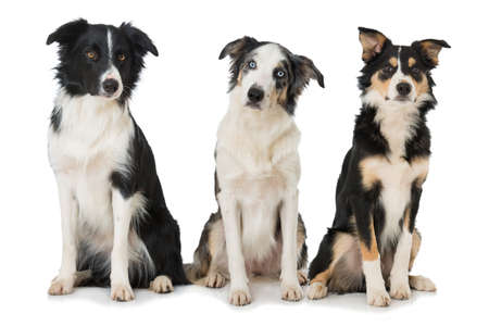 Three border collie dogs isolated on white backgroundの写真素材