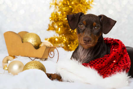 Pinscher puppy with christmas decorationの写真素材