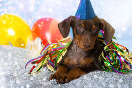 Pinscher puppy is celebrating a partyの写真素材