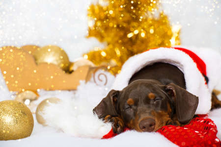 Pinscher puppy with christmas decorationの写真素材