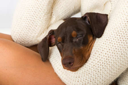 Puppy sleeps in the arms of its owner
